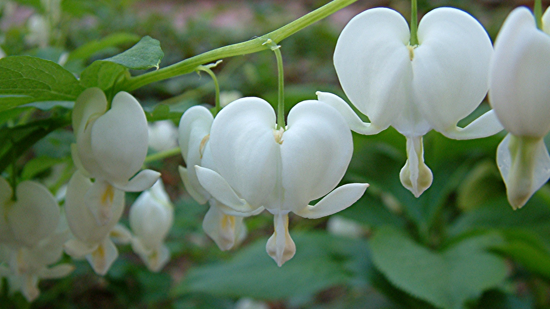 Красивая дицентра на дачном участке