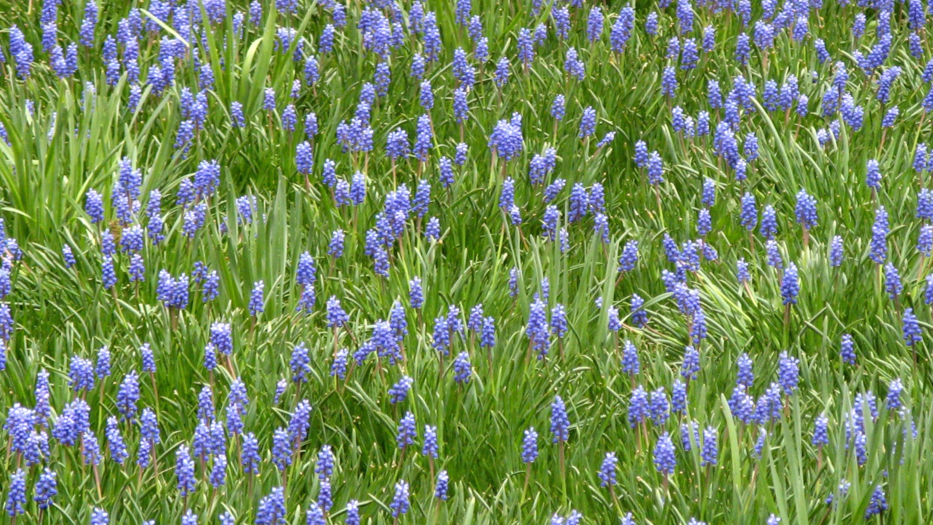 Красивый цветущий гиацинт на поляне