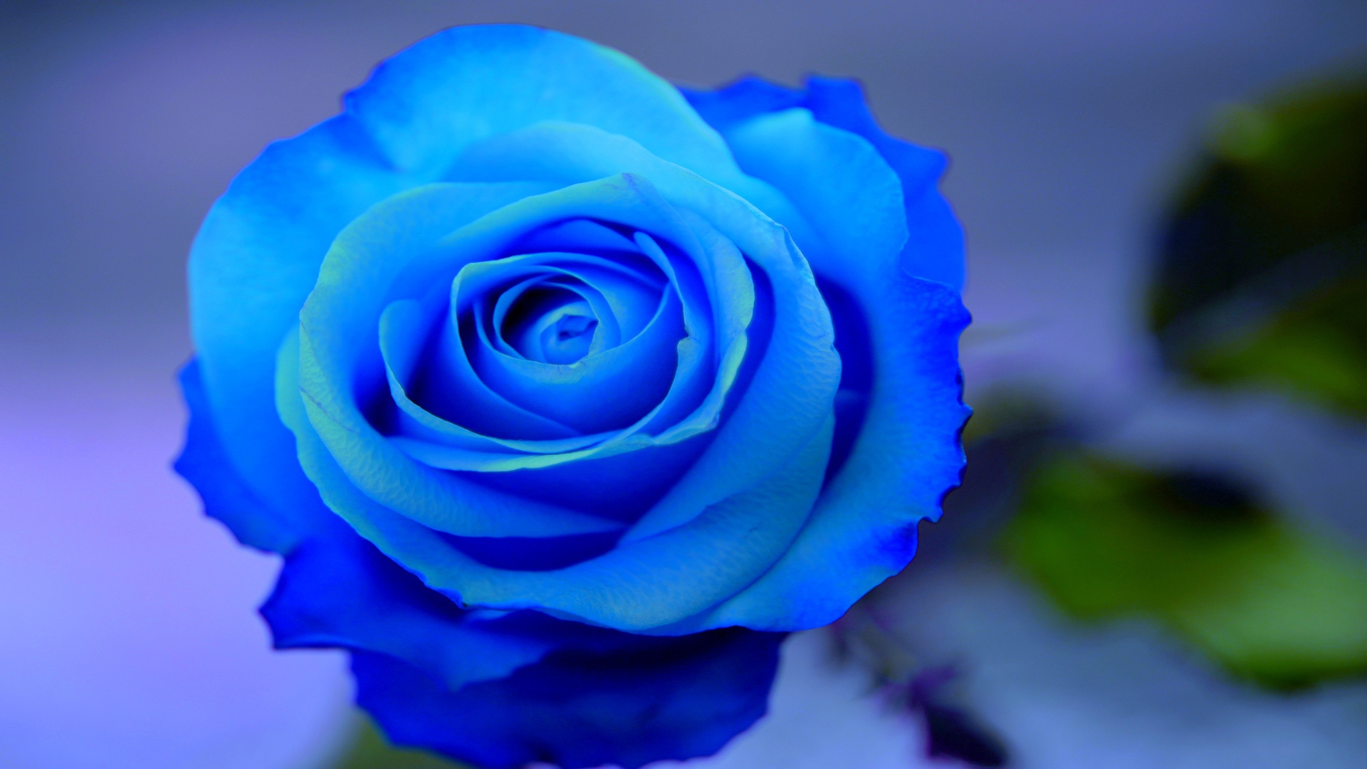 Красивая синяя роза на голубом фоне