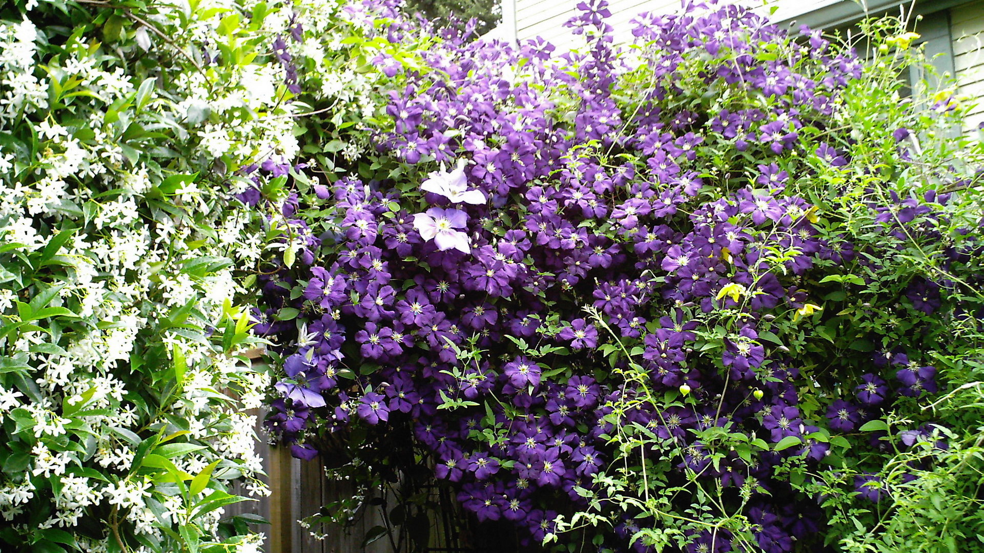 Красивый клематис на дачном участке