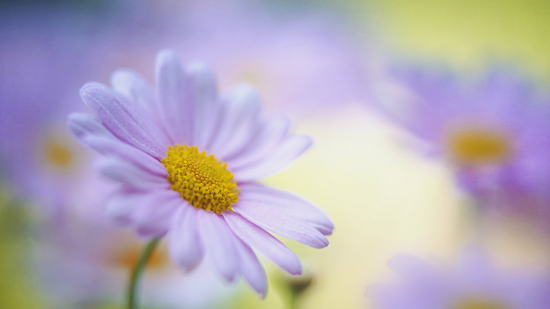 Красивые цветы маргаритки