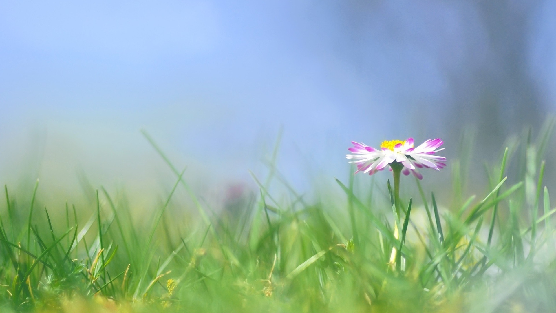 Красивые цветы маргаритки весной