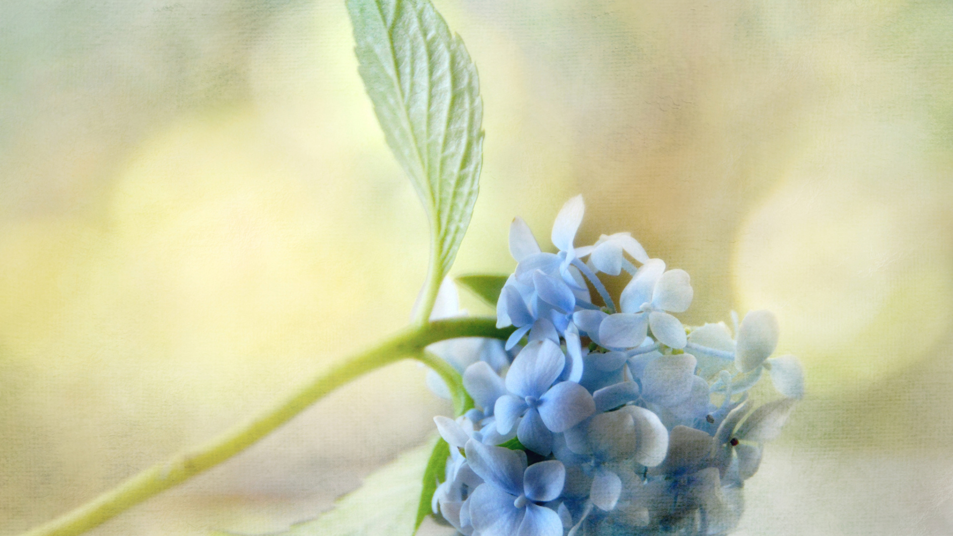 Красивый рисунок цветок гортензия