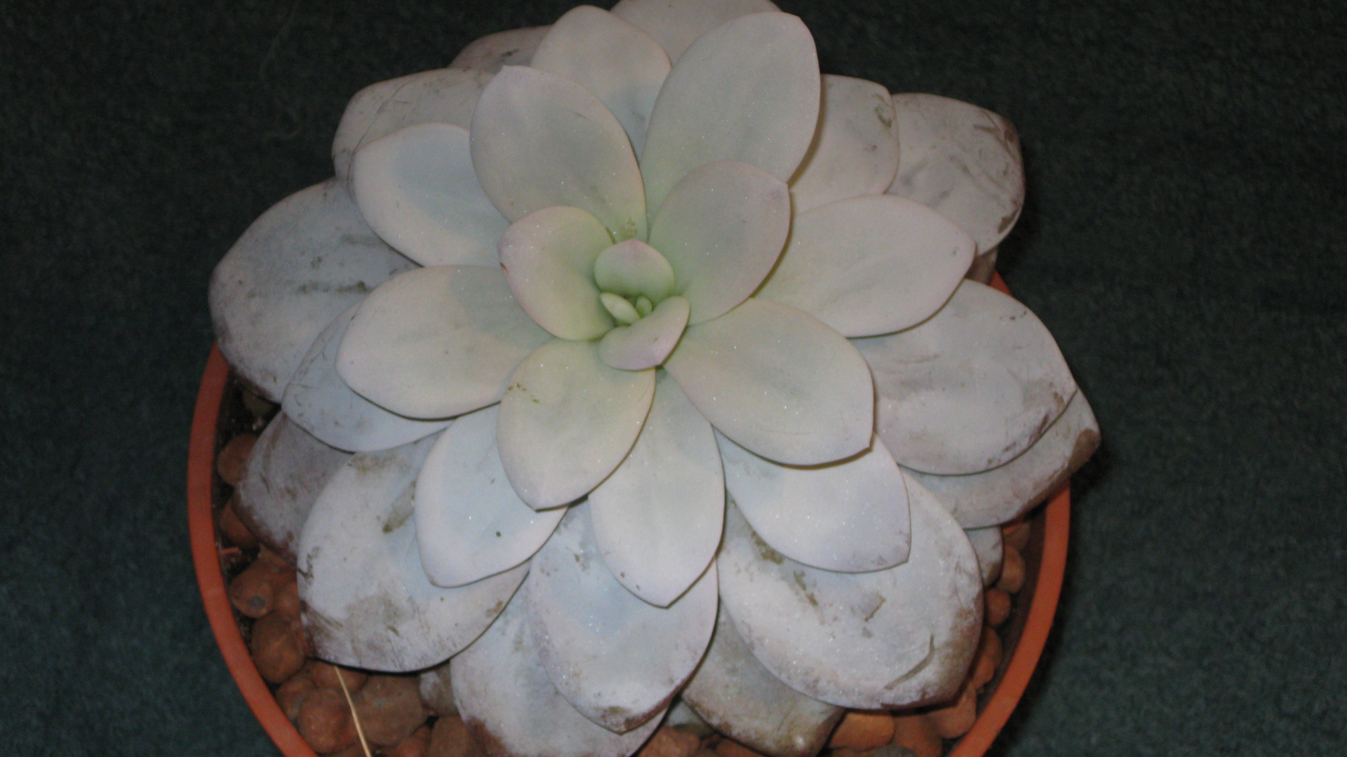 Красивая эхеверия (эчеверия) в саду