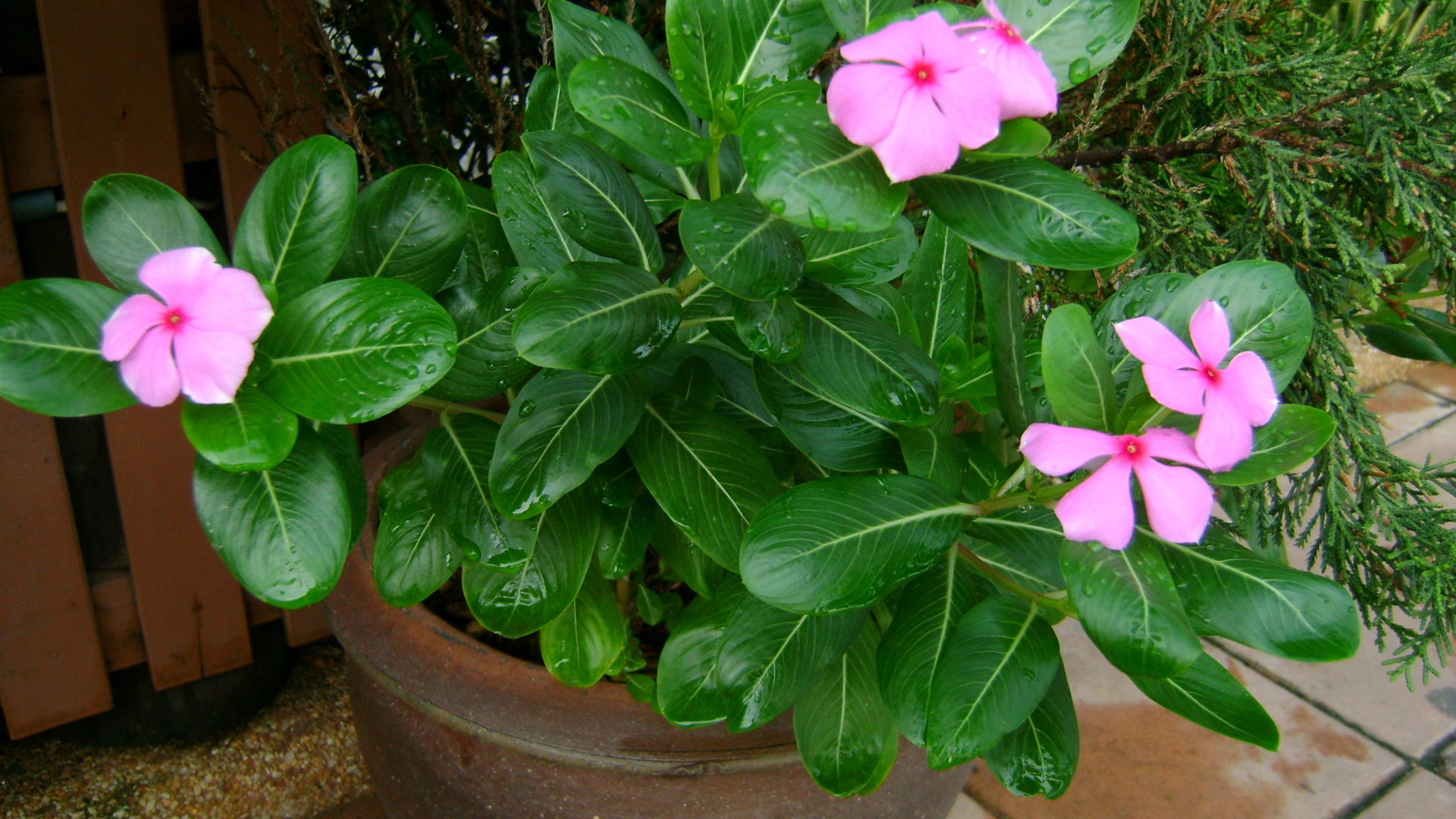 Красивый цветок барвинок в саду