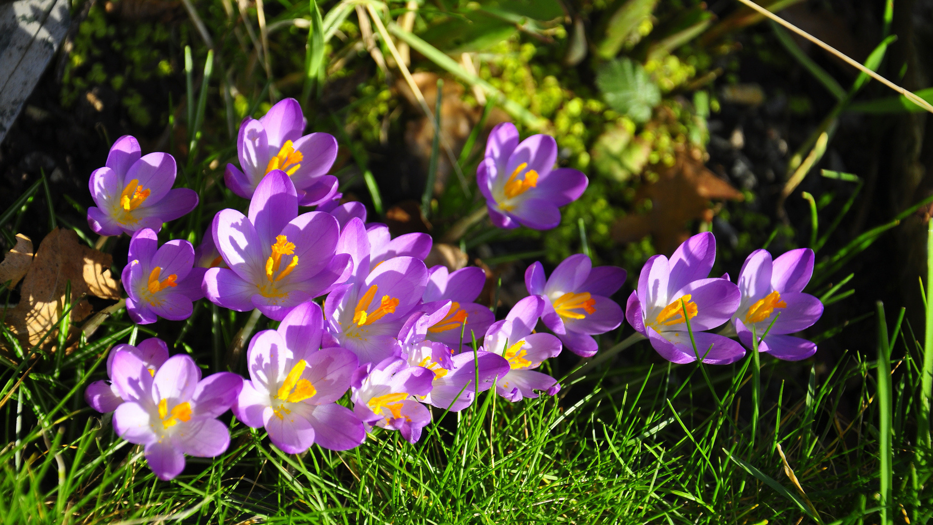 На солнце красивый цветок шафран