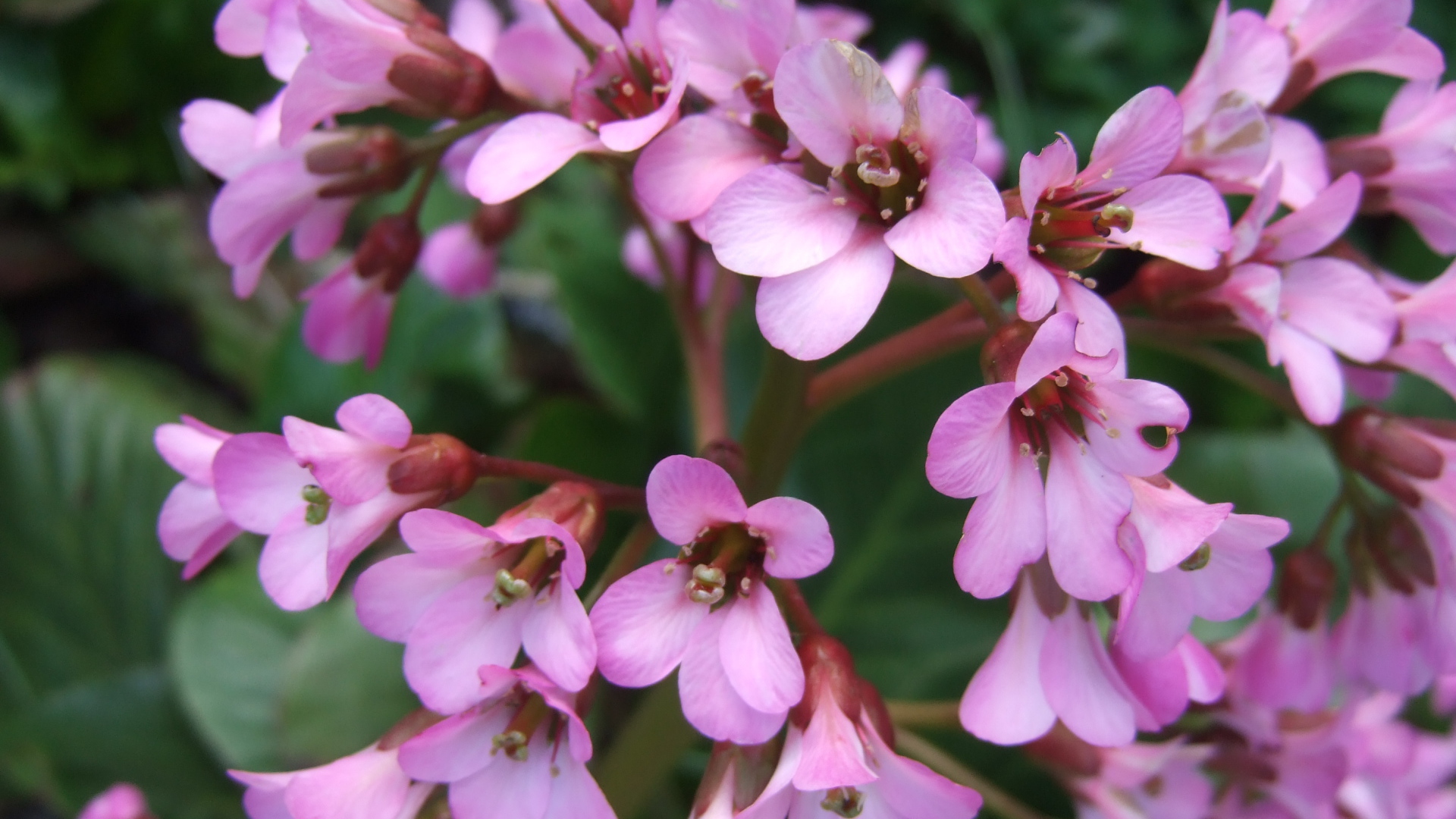 Красивые цветы бадан