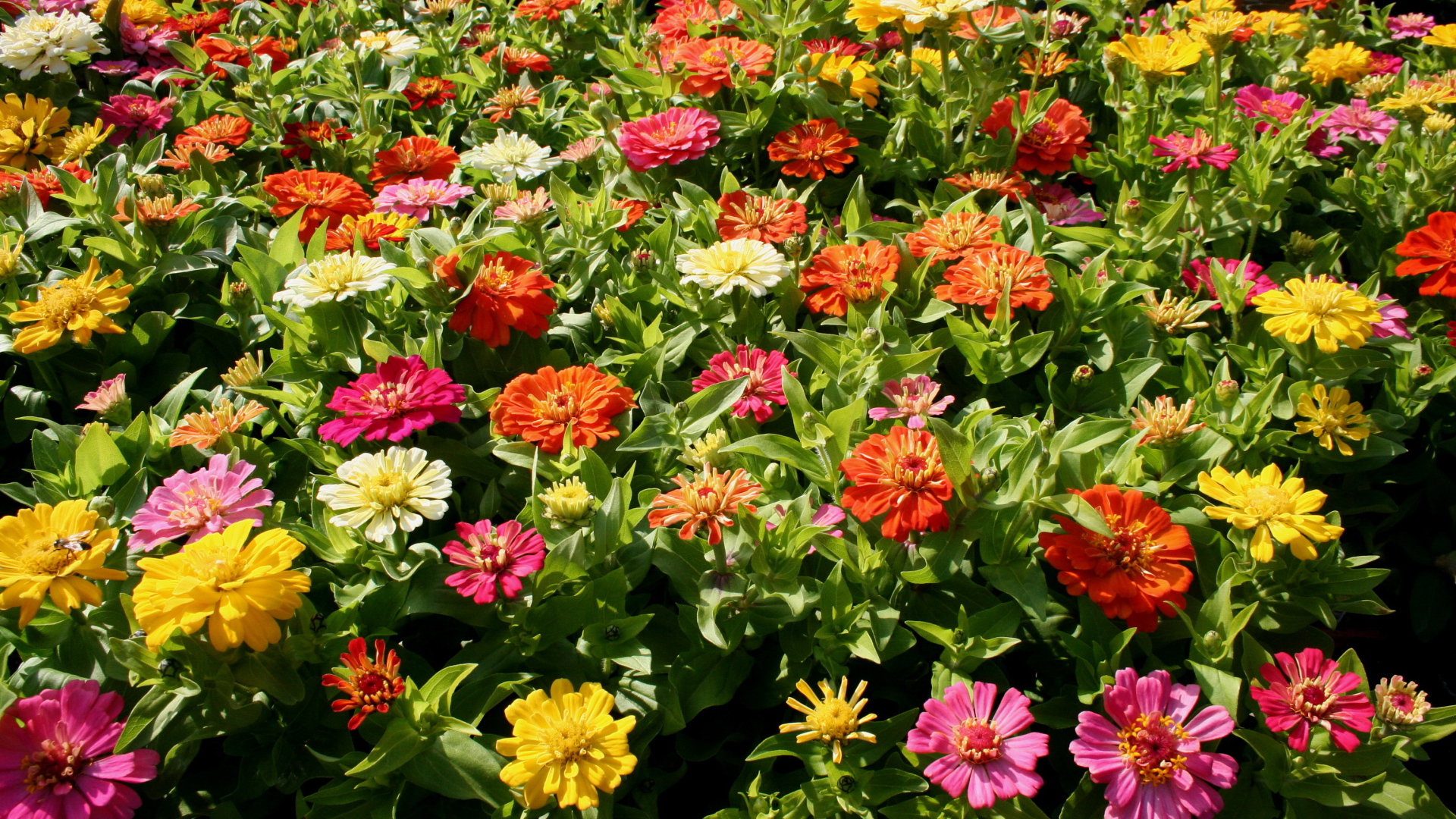 Красивые цветы цинния (циния) в парке