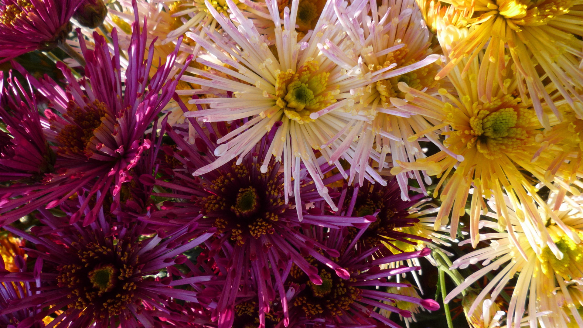 Красивые цветы хризантема в парке