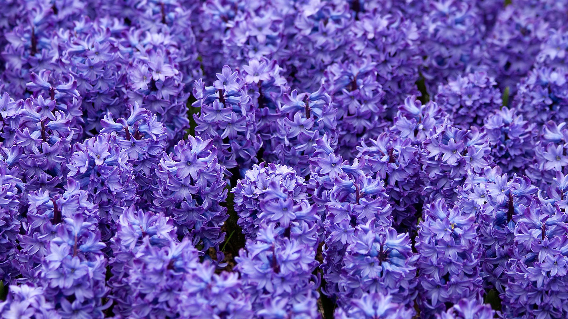 Красивые цветы гиацинты весной на поляне