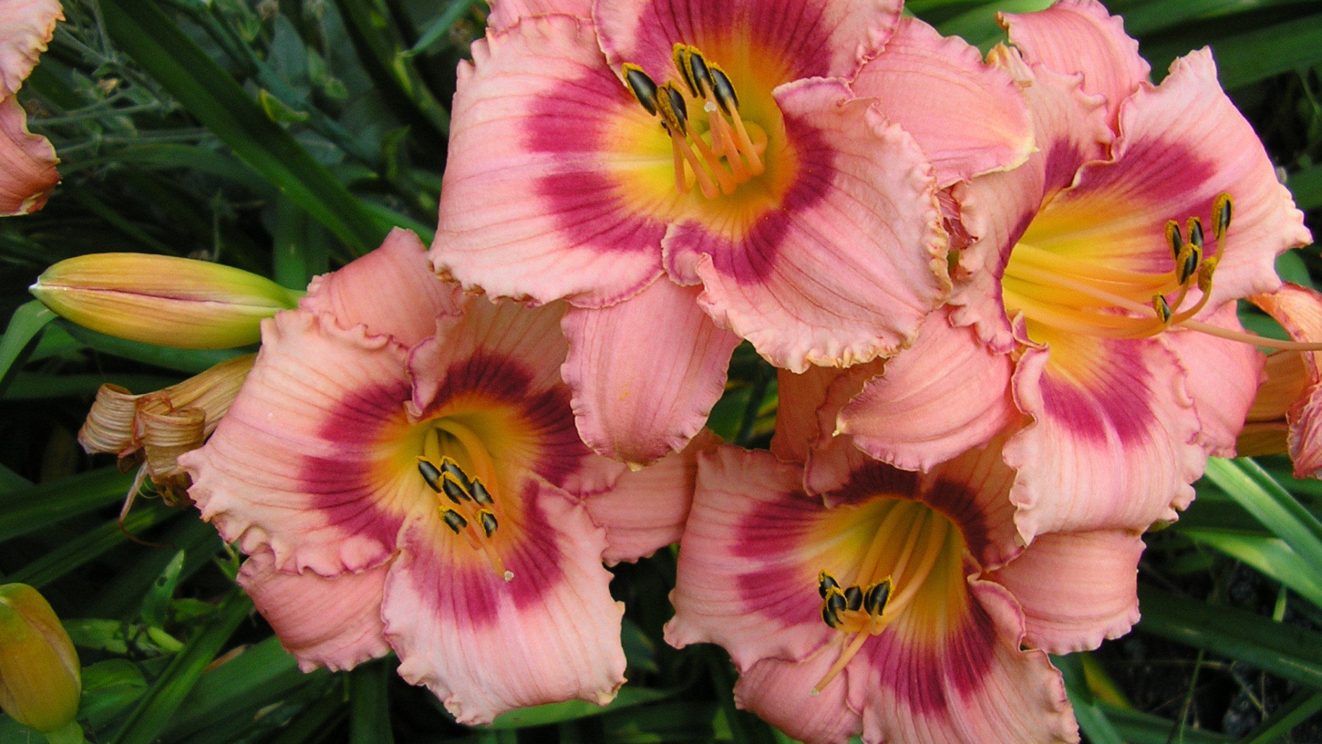 Красивые цветы лилейник на клумбе в саду