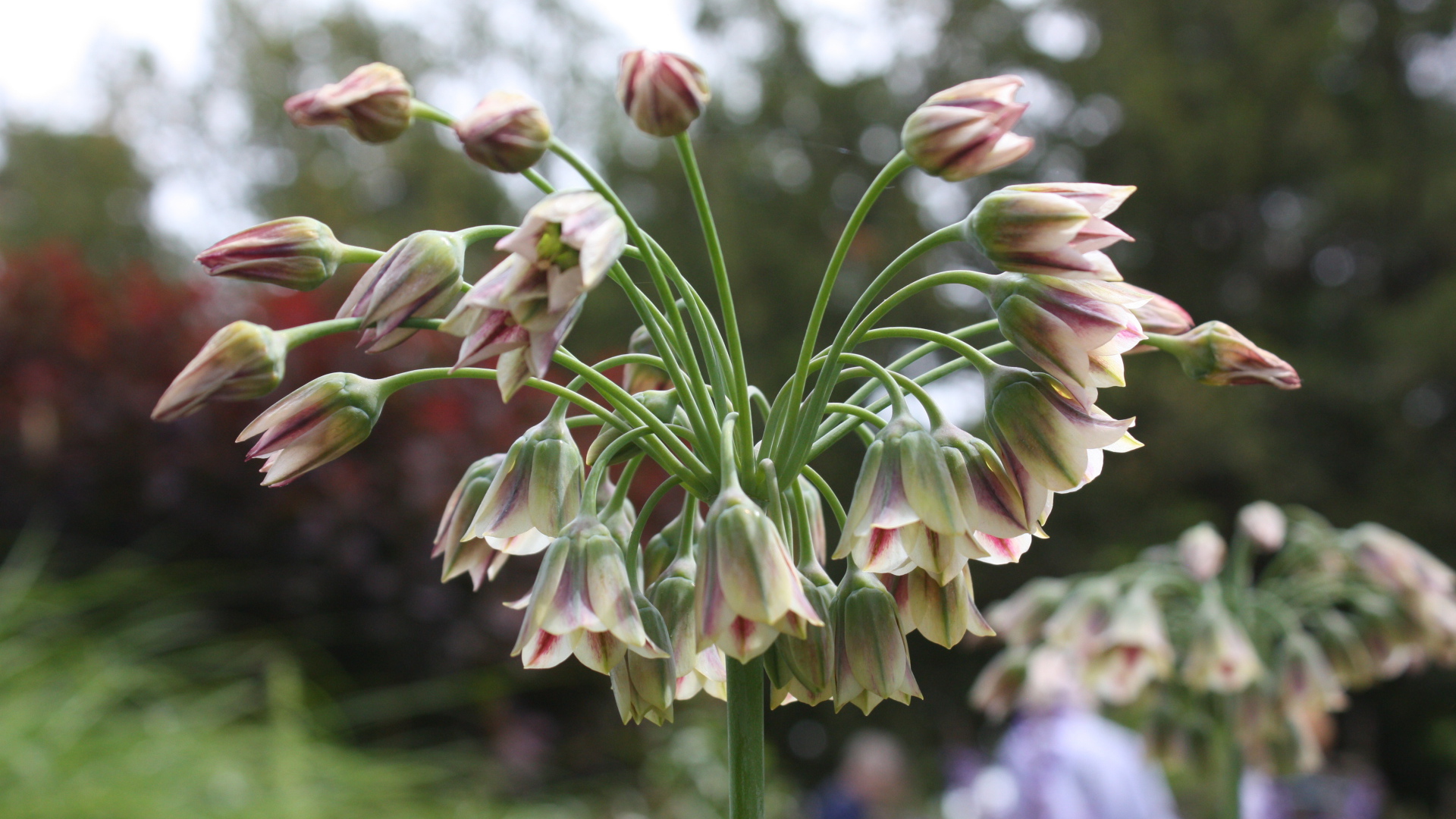 Красивые цветы нектароскордум в лесу