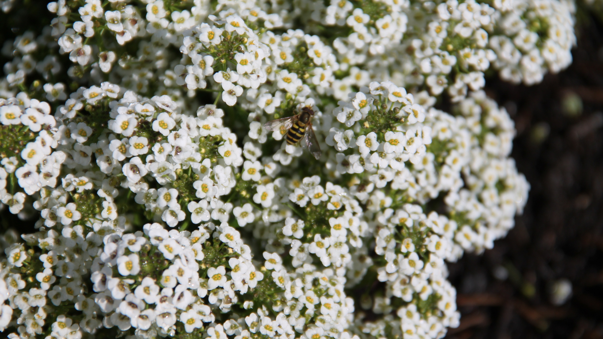 Красивые цветы алиссум в саду