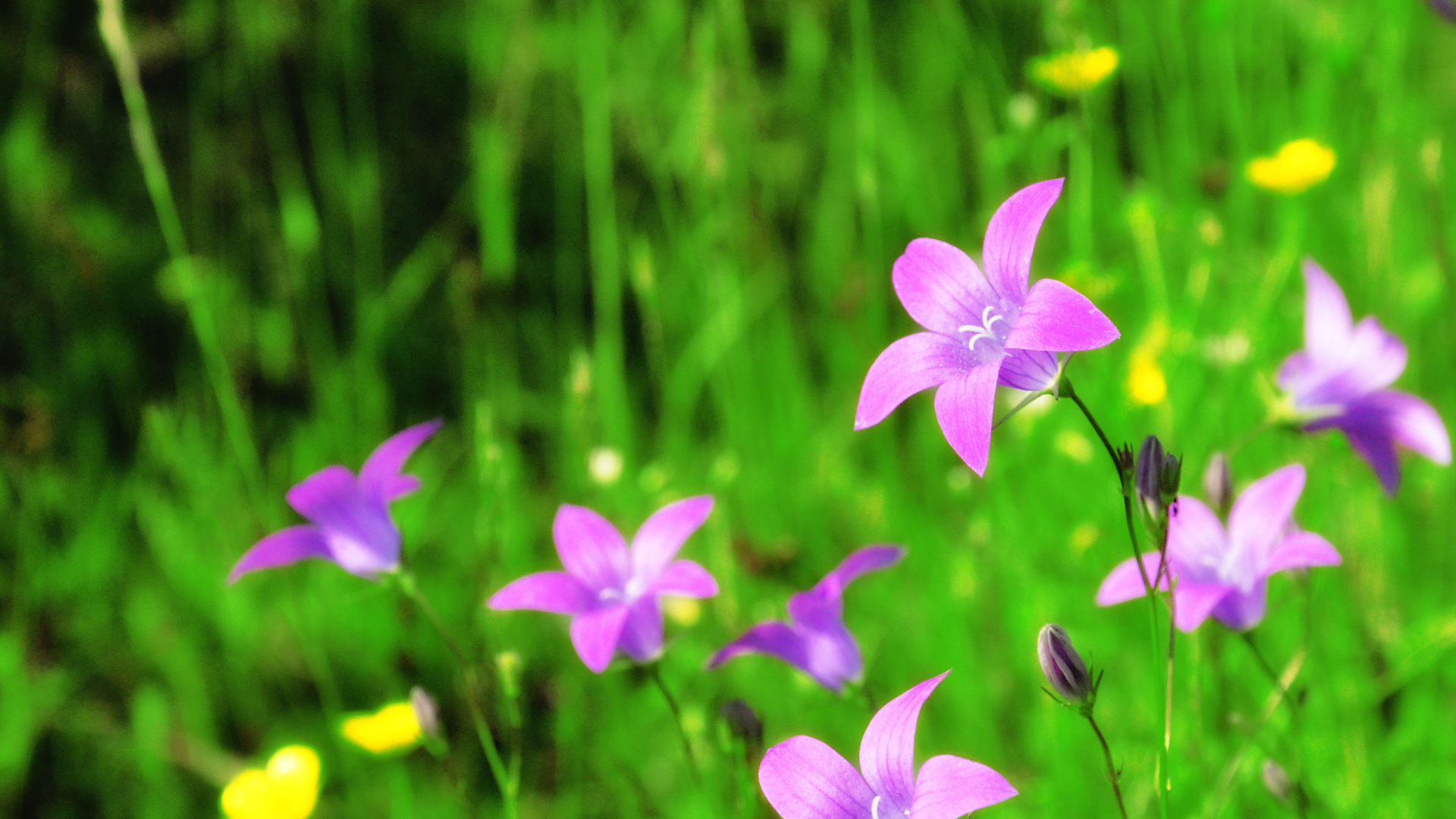 Красивые цветы колокольчики в саду