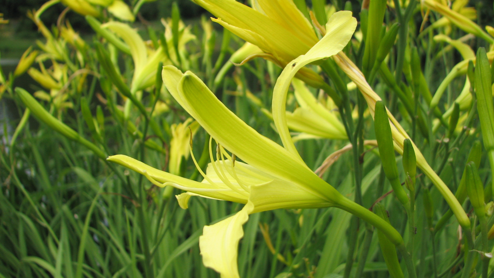 Красивые цветы лилейник в саду