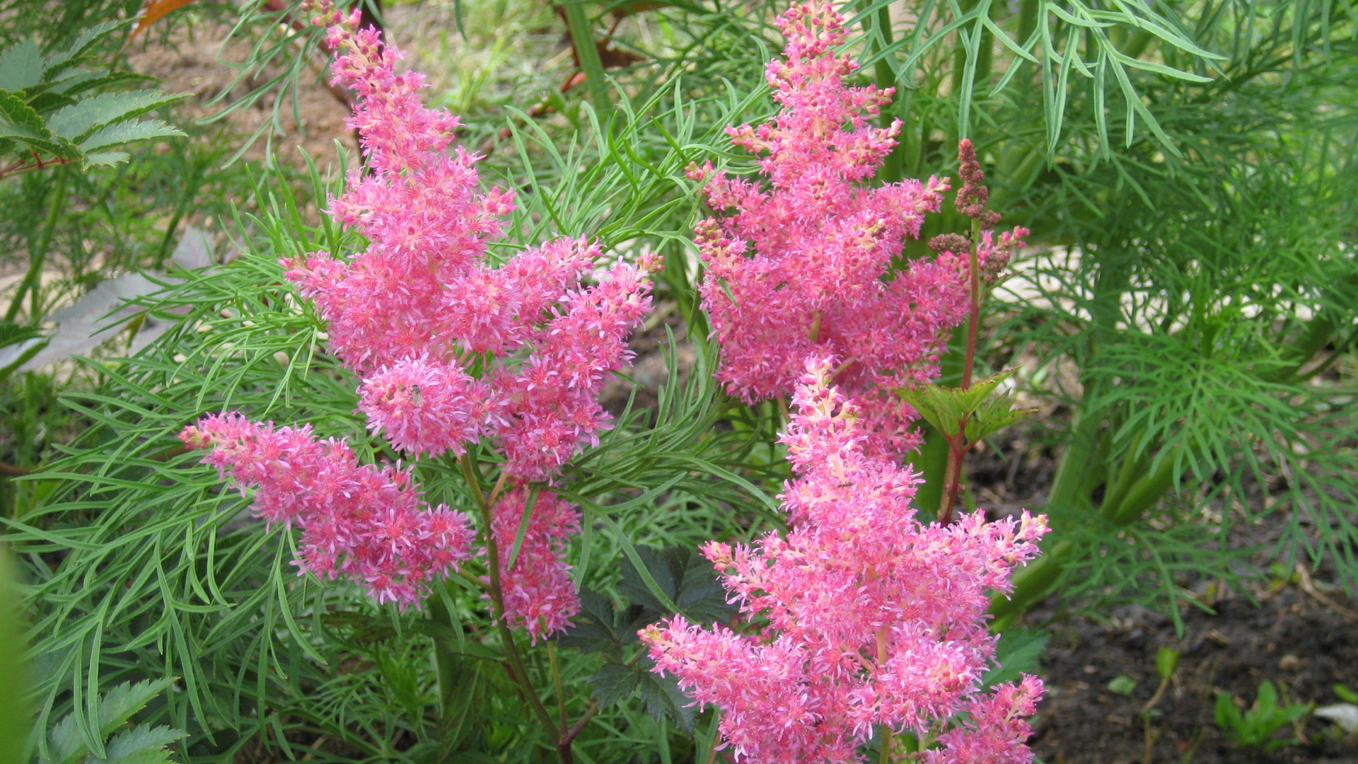 Красивые цветы астильба в парке