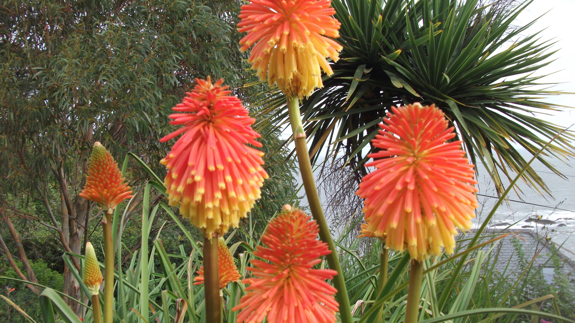 Красивые цветы кникофия в парке