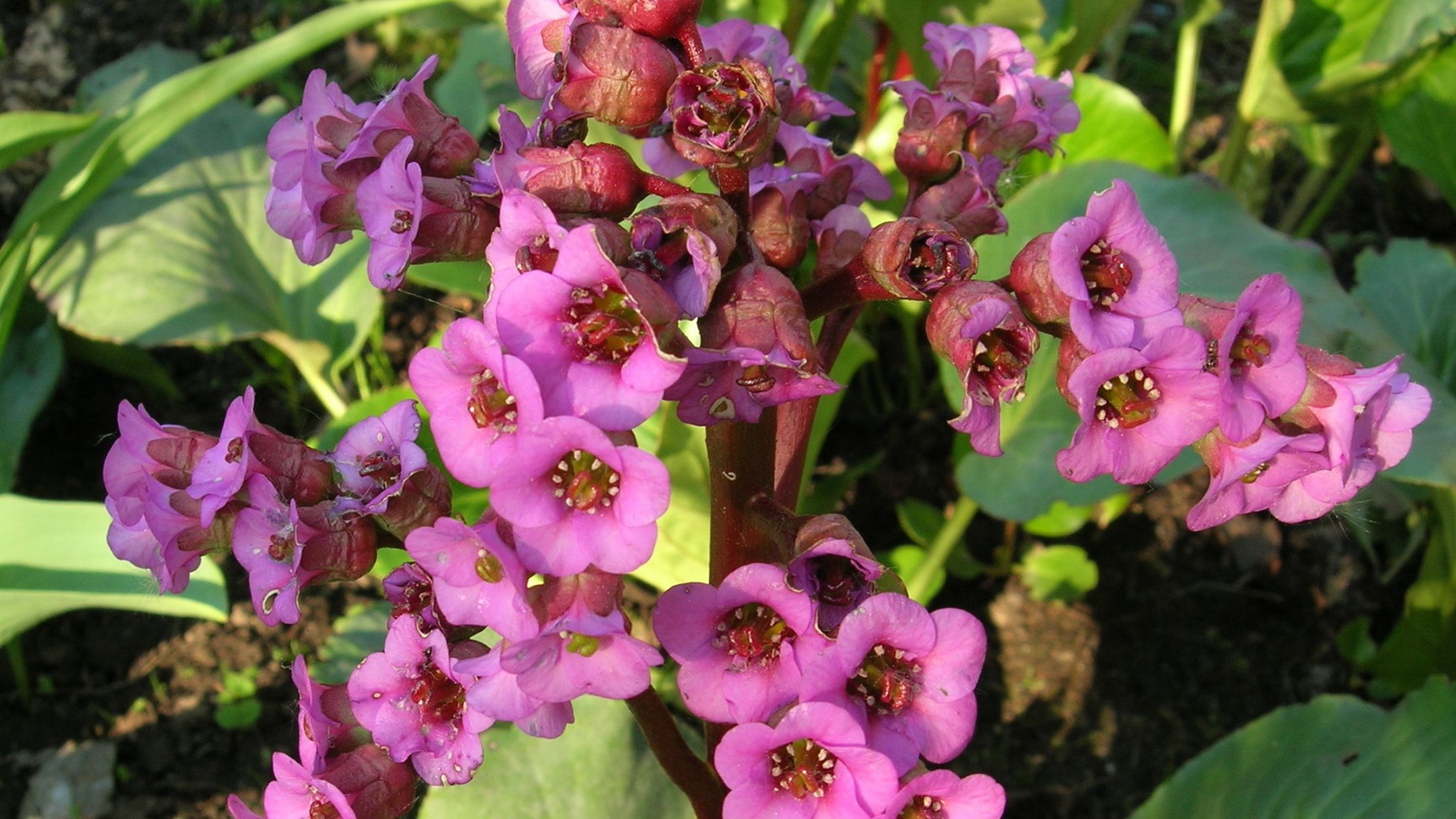 Красивые цветы растения бадан в парке