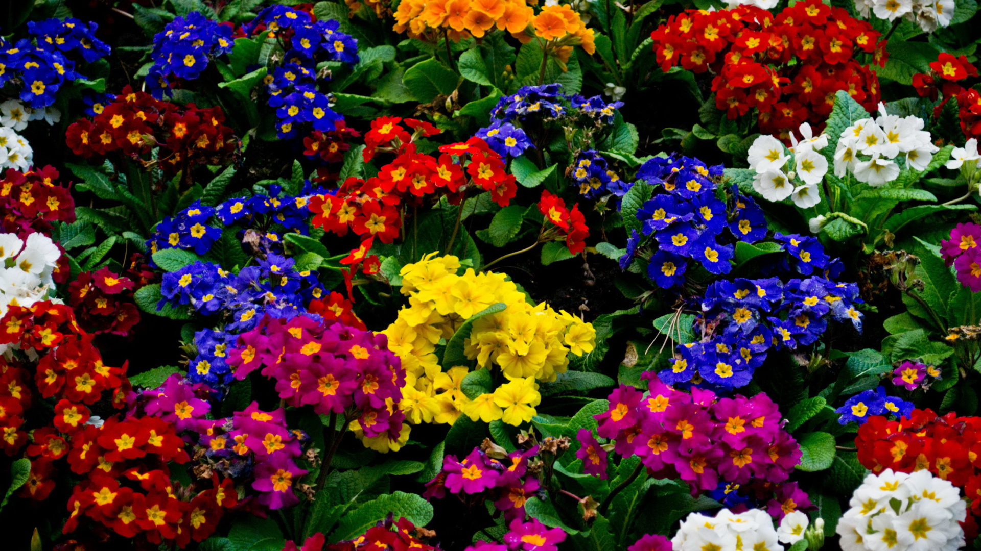 Красивые цветы примула в парке