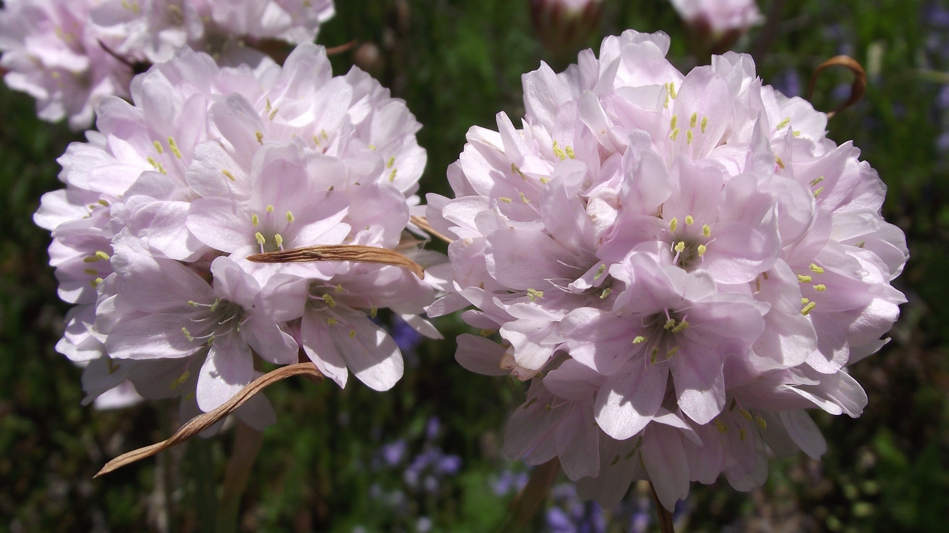 Красивые цветы армерия в парке