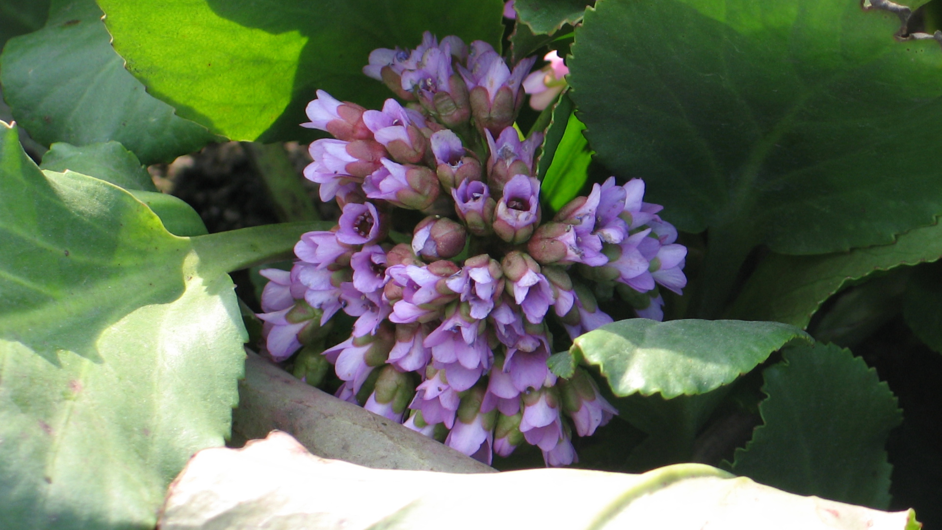 Красивые цветы бадан на солнце