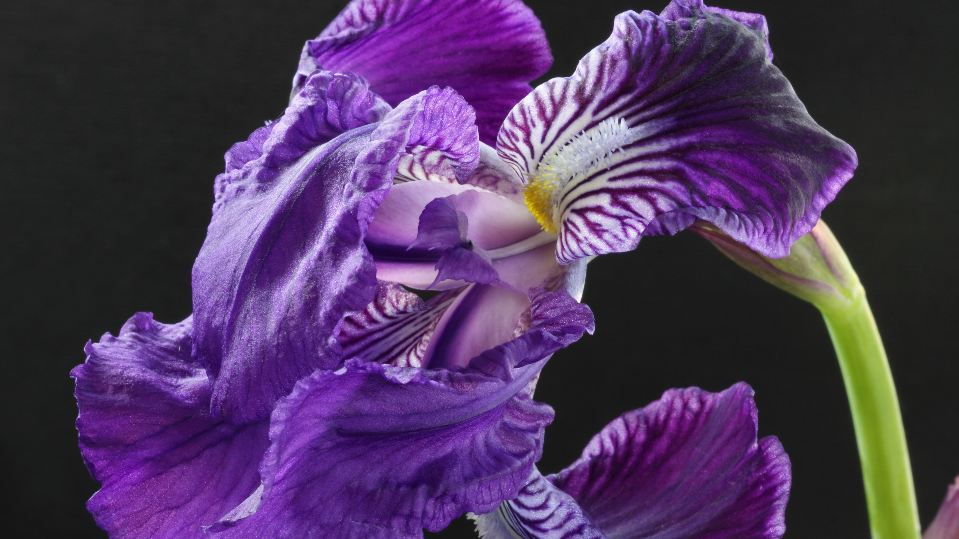 Красивые цветы ирисы на клумбе в саду