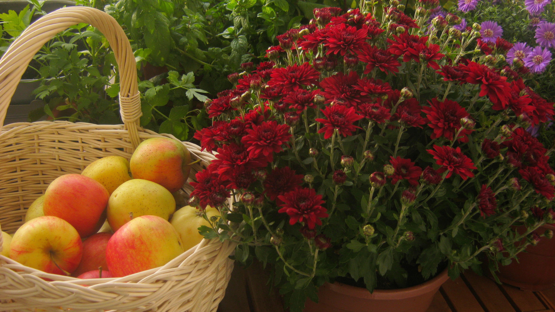 Красивые цветы хризантема и яблоки