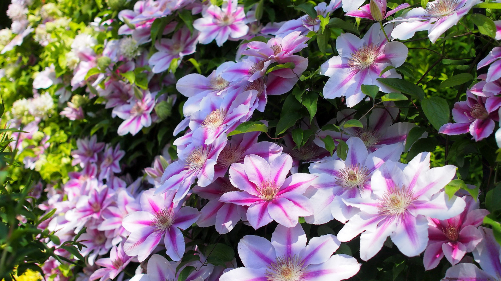 Красивые цветы клематис в парке