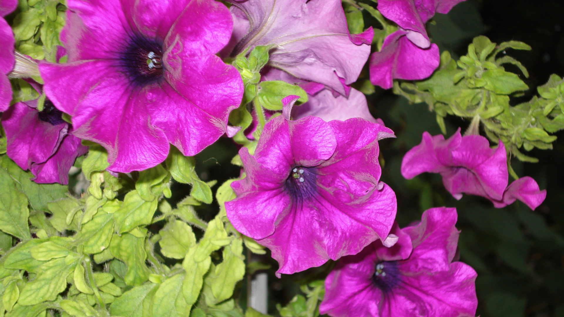 Красивые цветы петуния на поляне