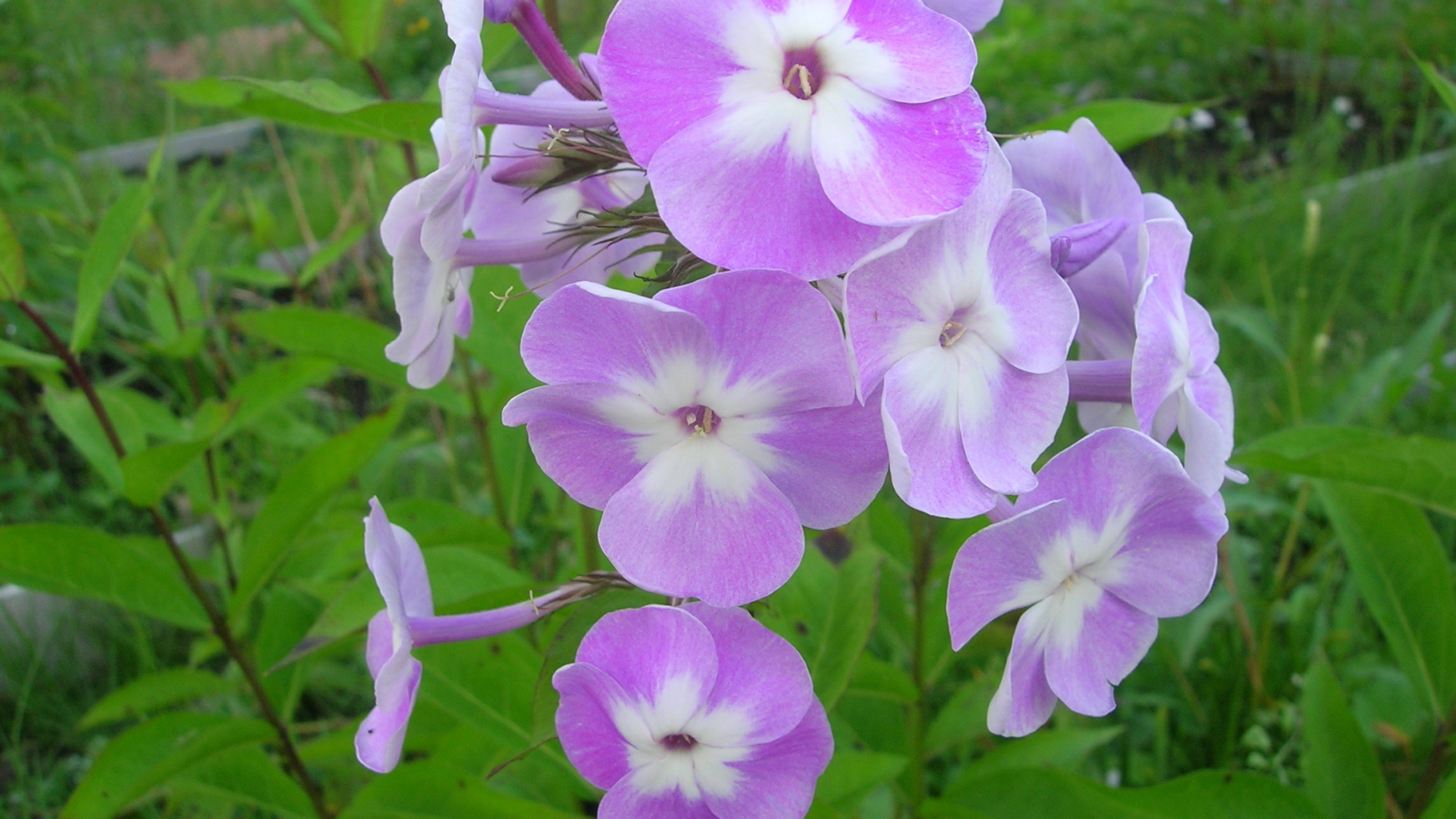 Красивые цветы флокс в парке