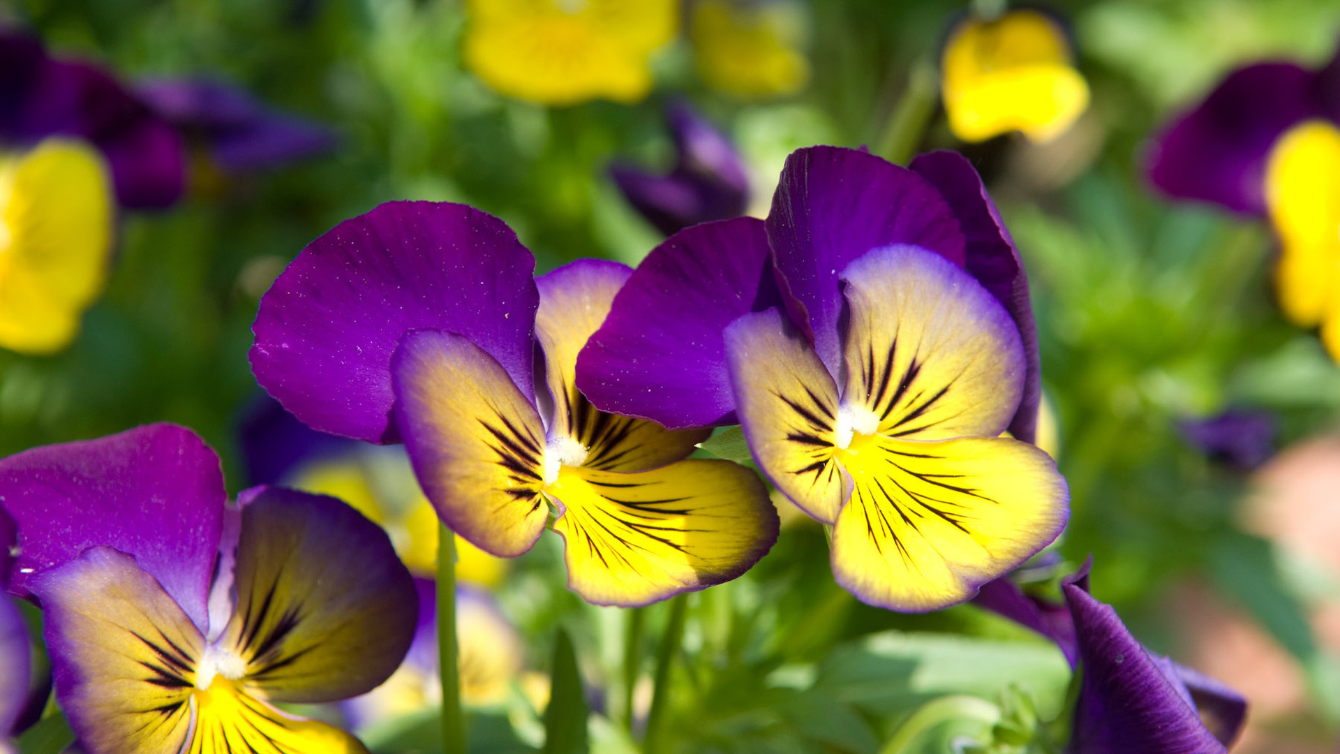 Красивые цветы желто-фиолетовые анютины глазки