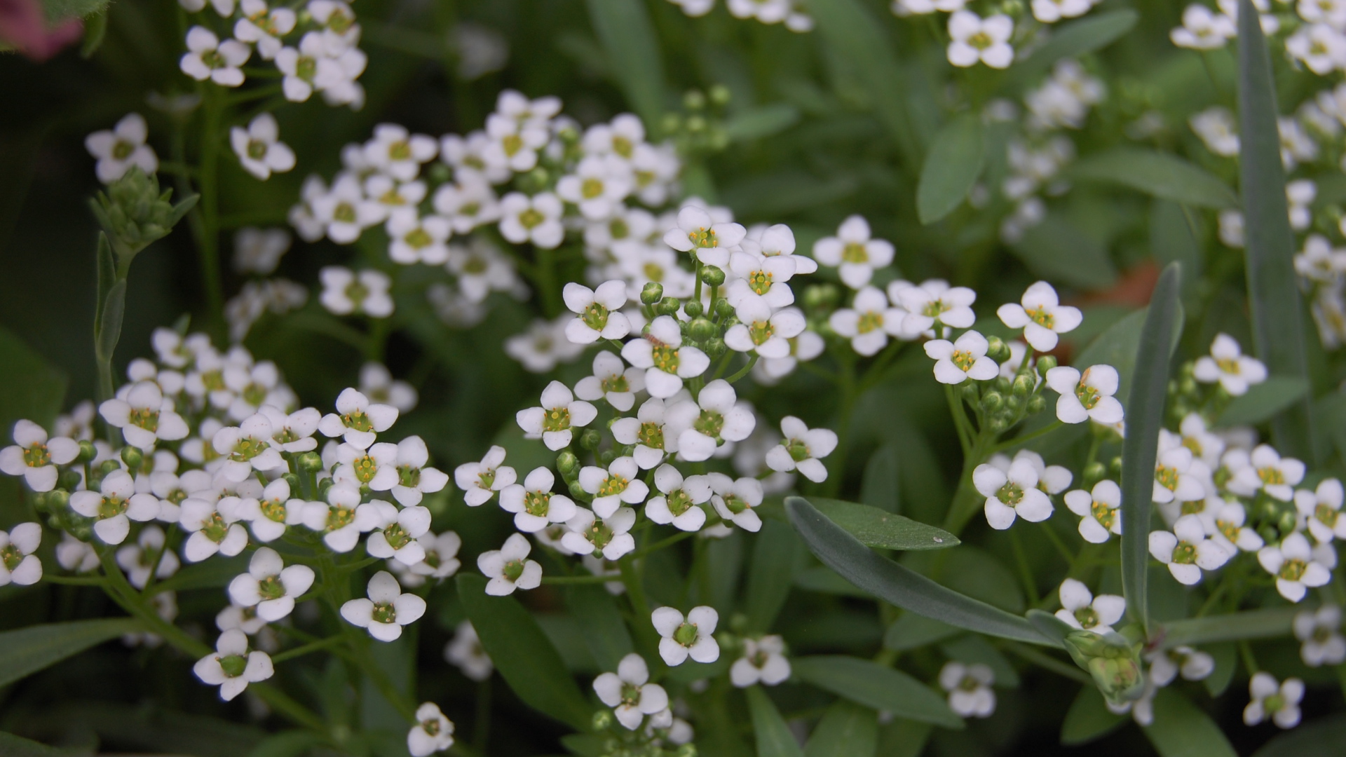 Красивые цветы алиссум на дачном участке
