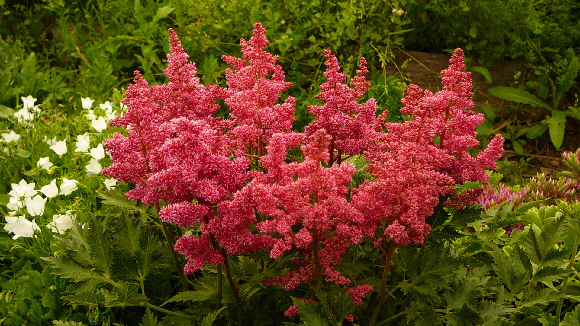 Красивые цветы астильба на поляне