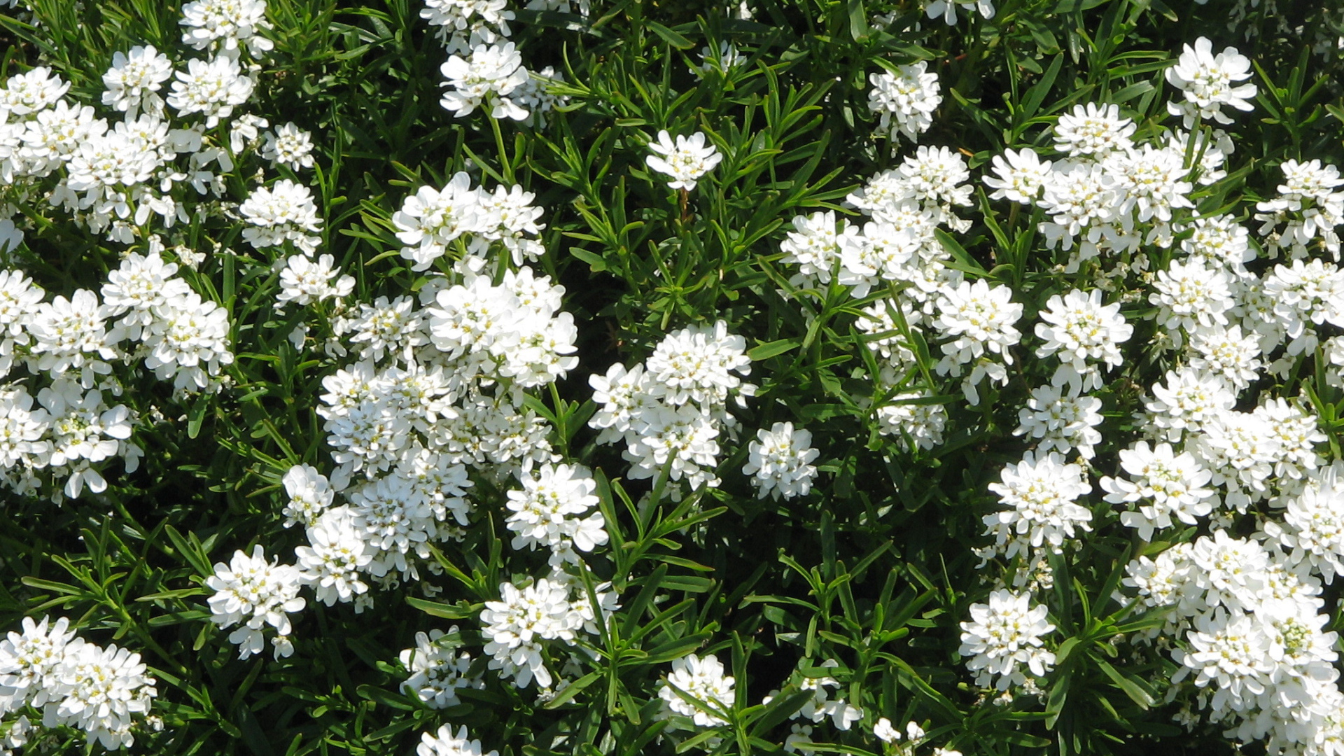 На поляне красивые цветы иберис