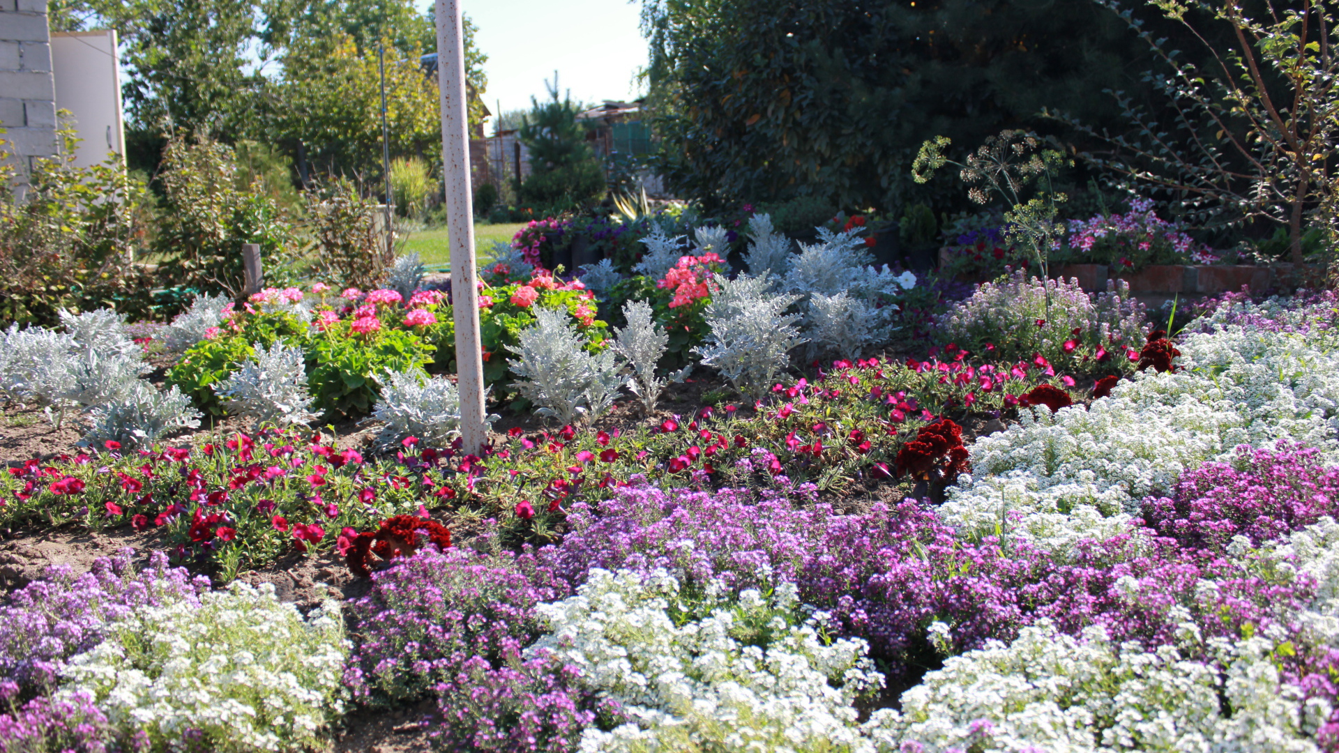 На поляне красивые цветы алиссум