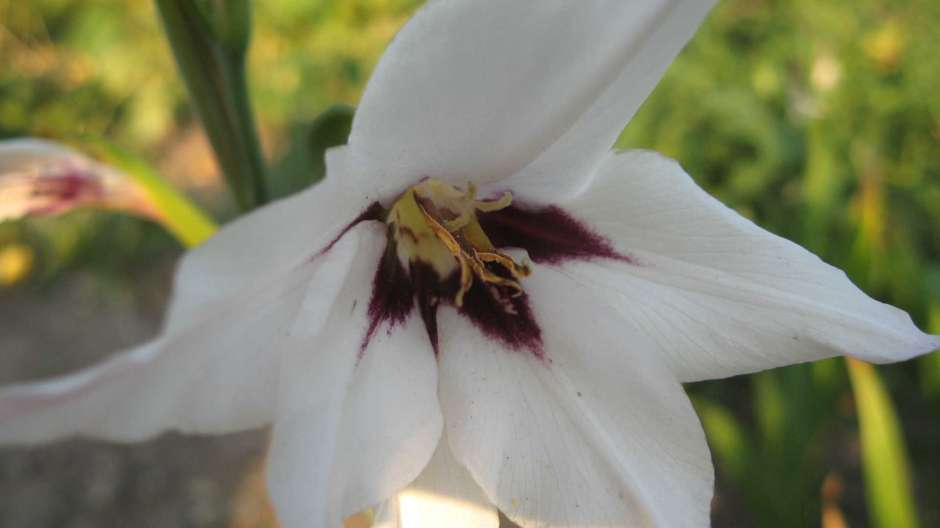 На поляне красивые цветы ацидантера