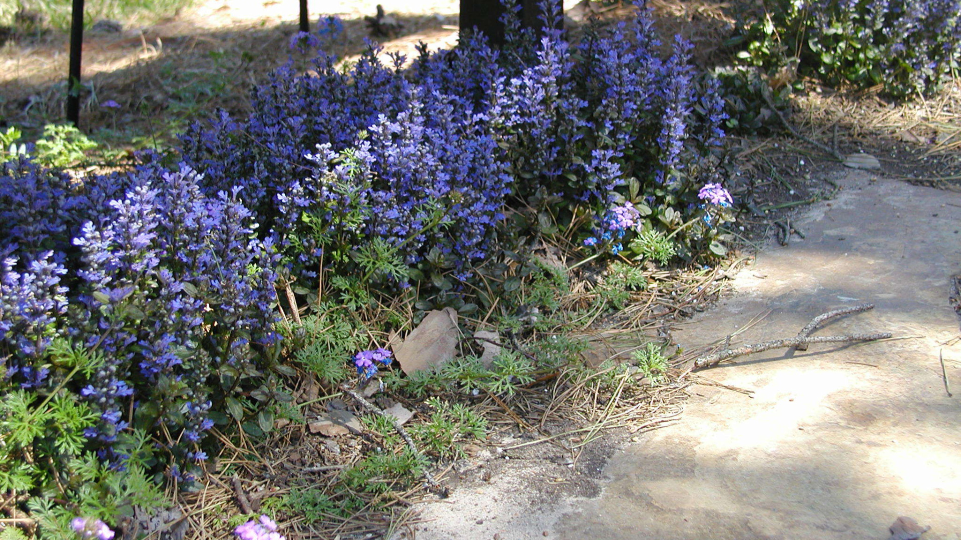 На поляне красивые цветы аюга