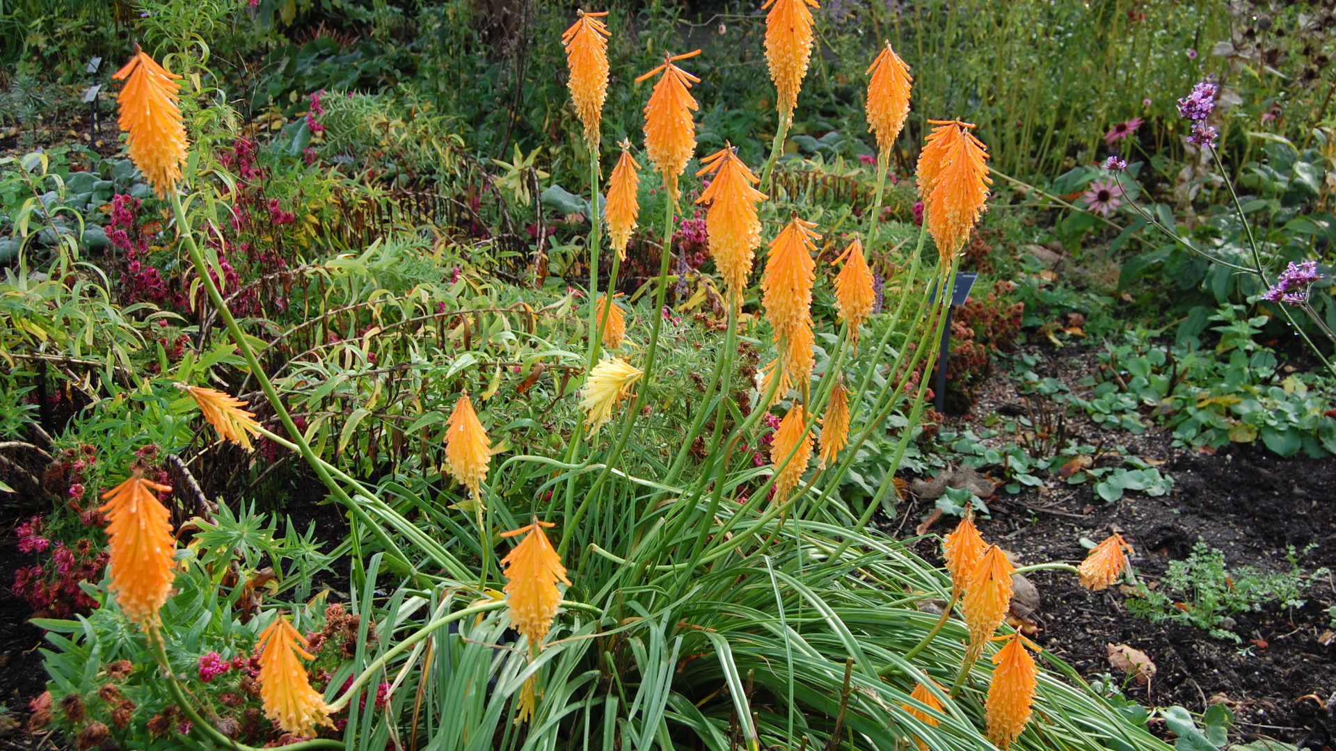 На поляне красивые цветы кникофия