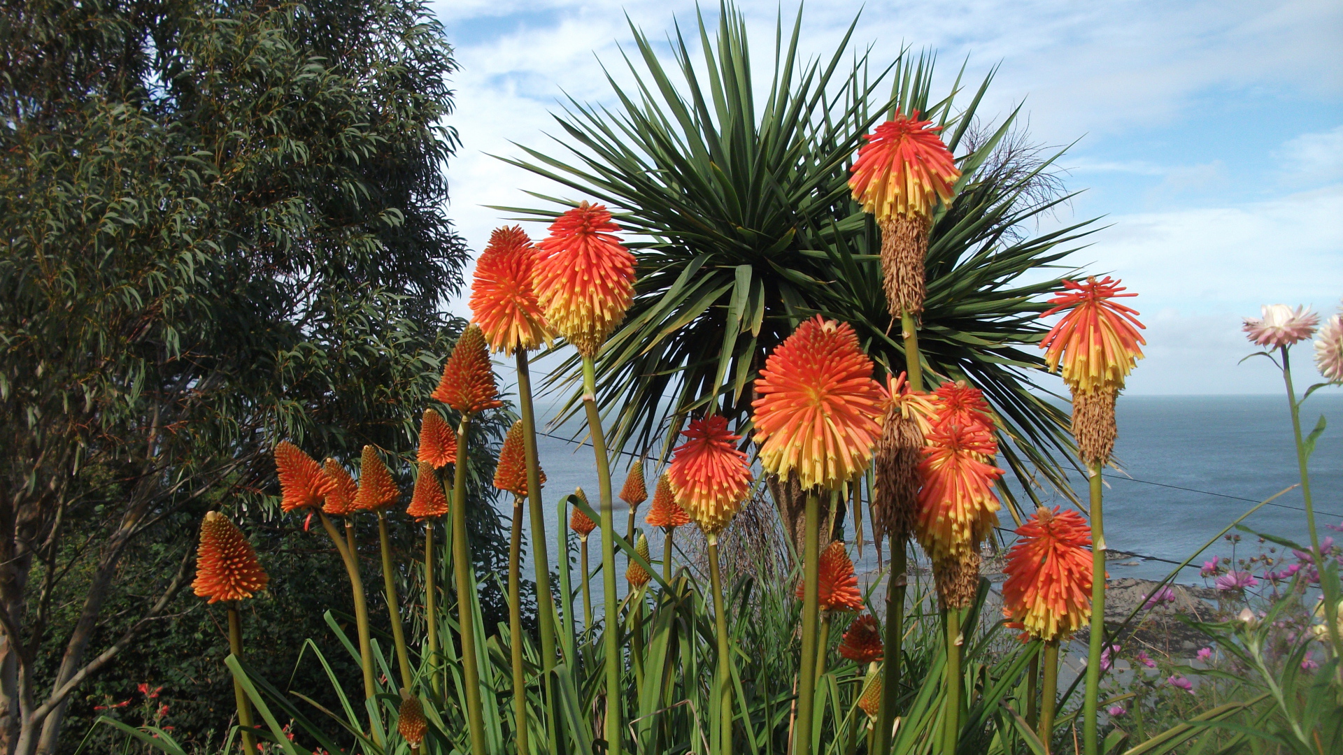 Красивые цветы кникофия на поляне