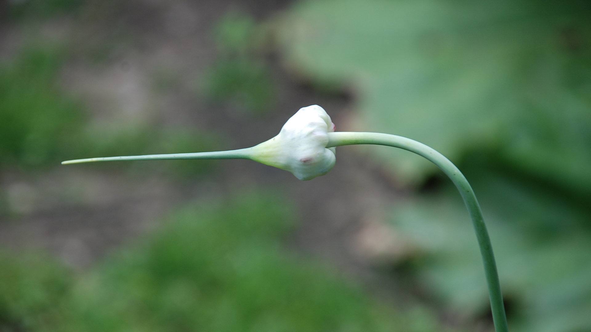 На поляне красивые цветы нектароскордум 