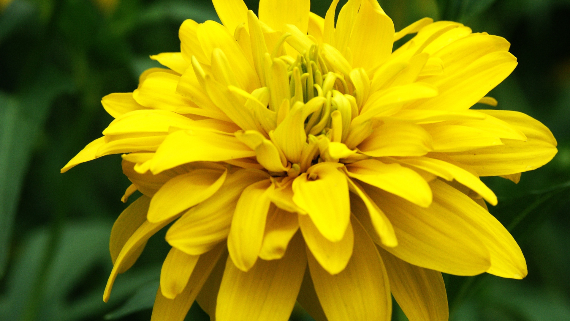 Красивые цветы рудбекия на поляне