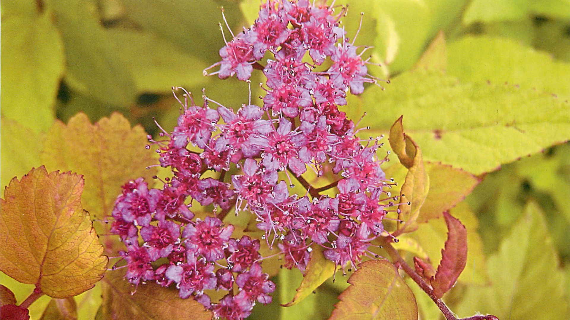 На поляне красивые цветы спирея
