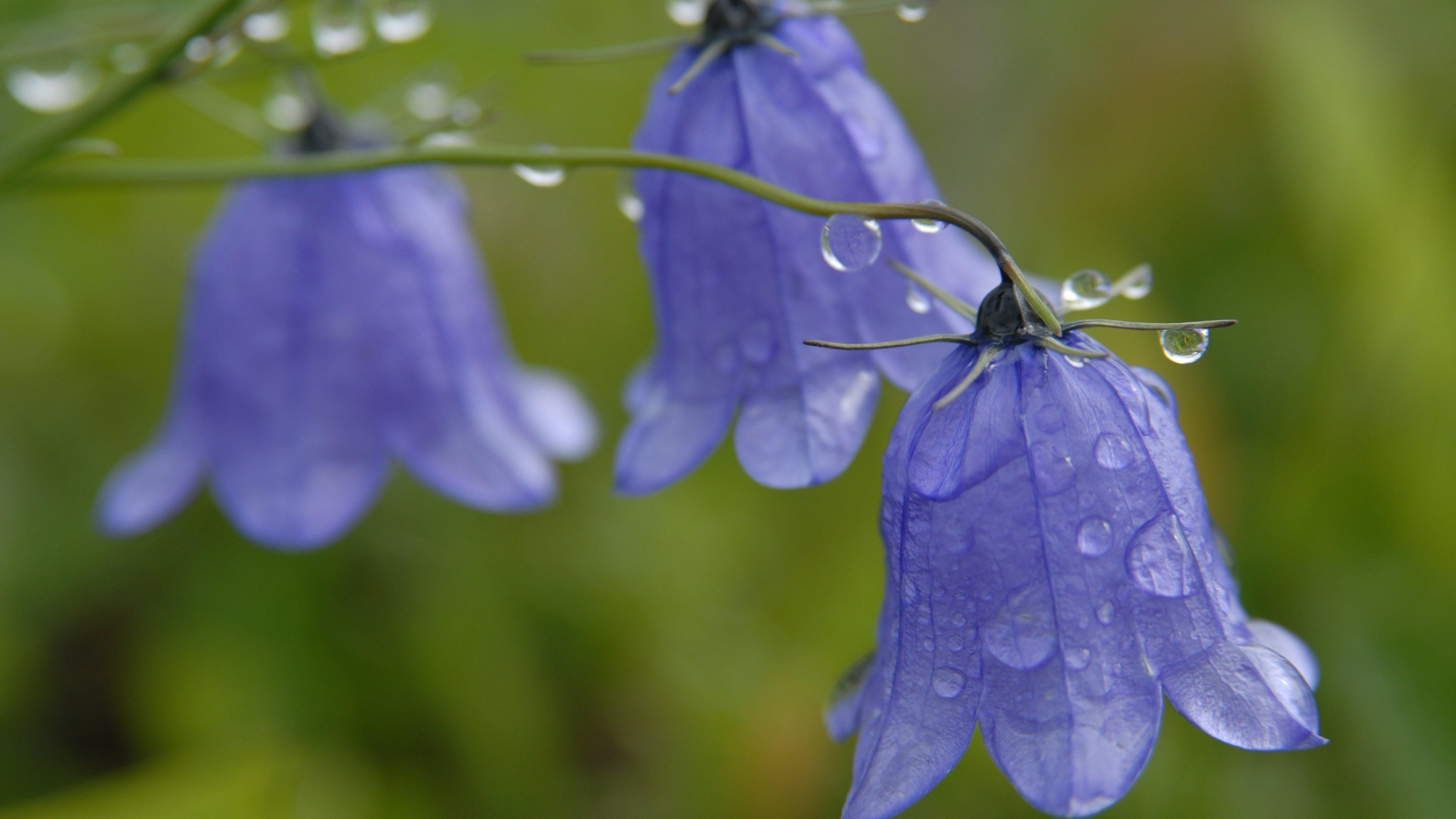 На поляне красивые цветы колокольчики