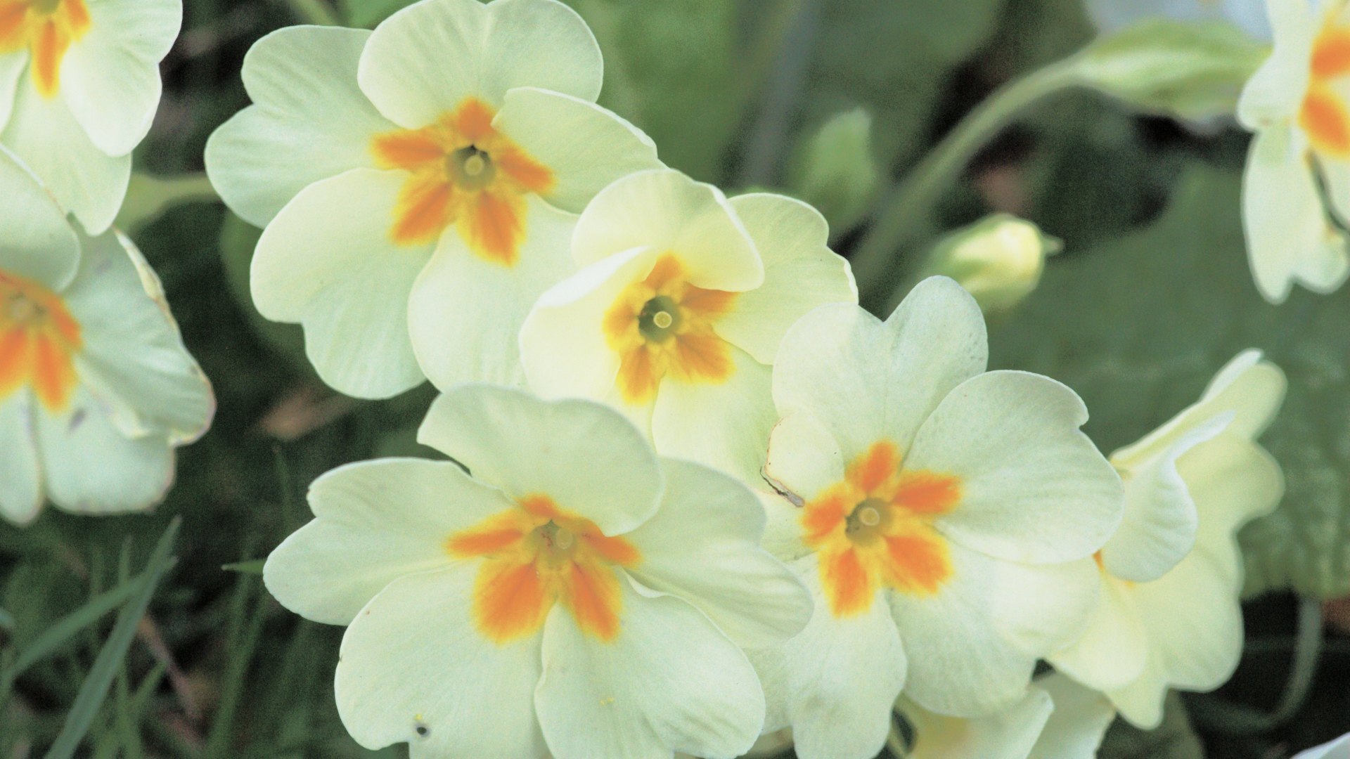 Красивые цветы растения резуха