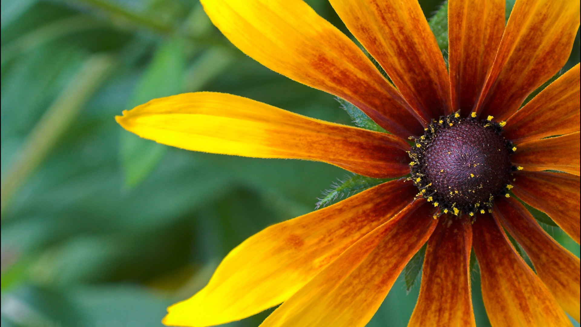 Красивые цветы рудбекия