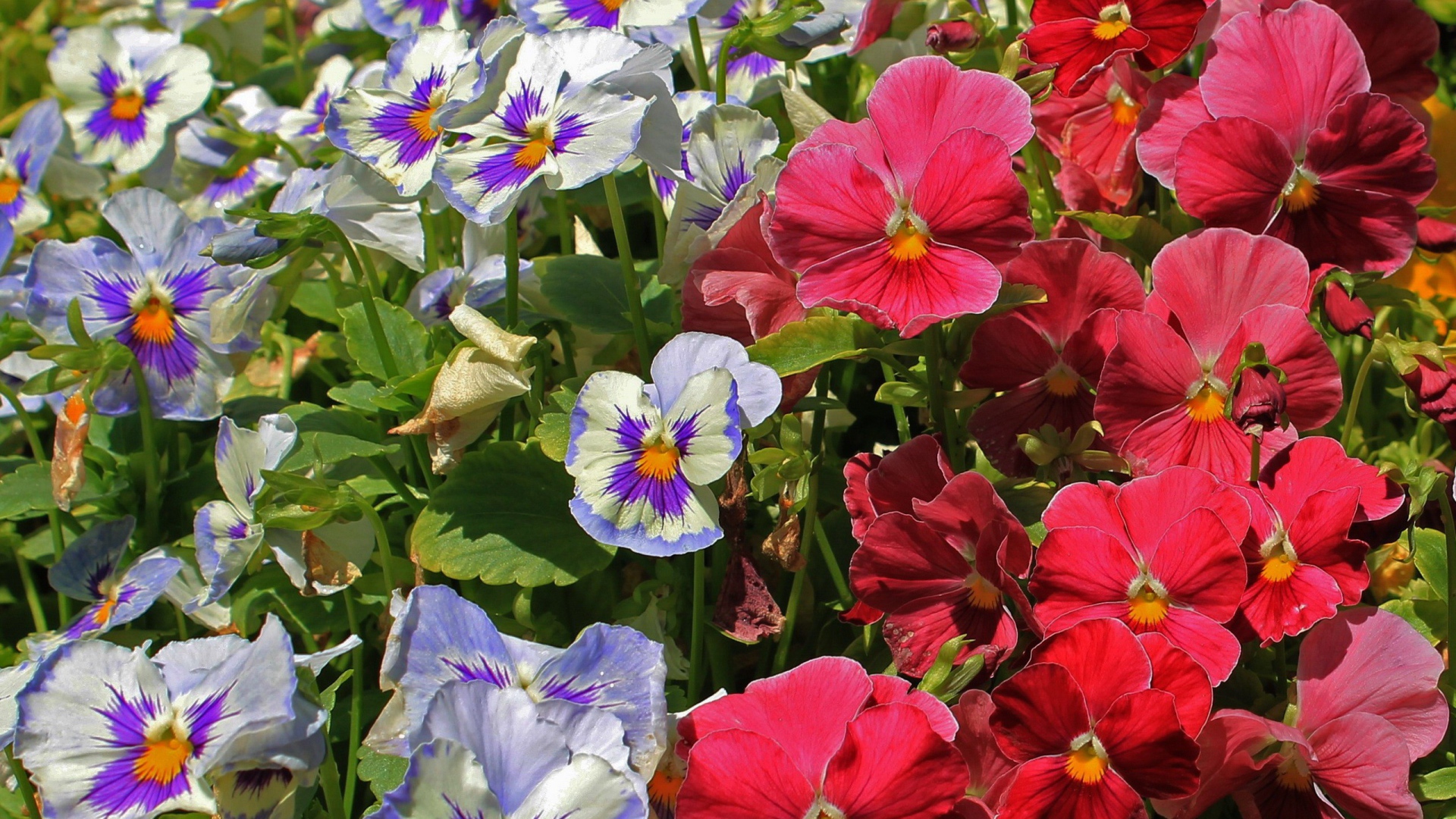 Красивые цветы виола (фиалка,анютины глазки)  в лесу