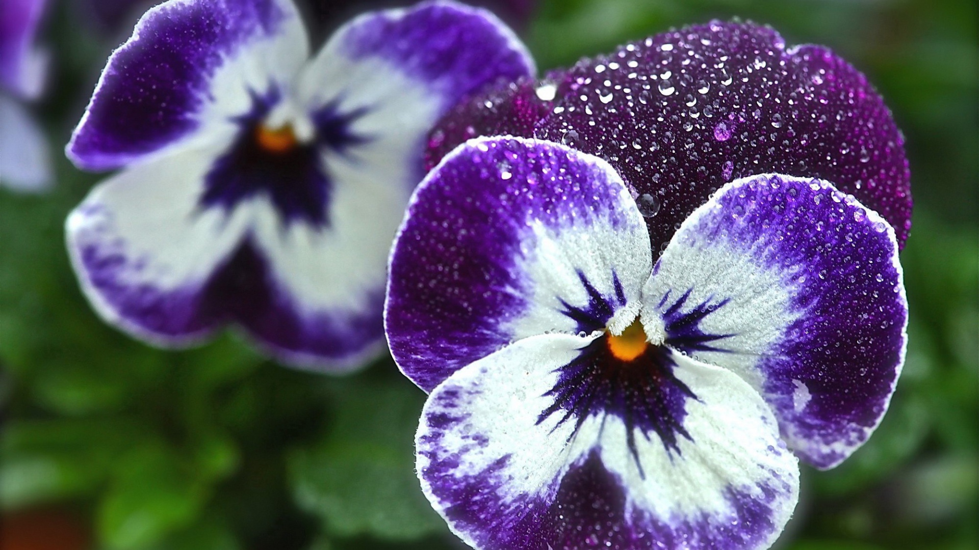 Красивые цветы виола (фиалка,анютины глазки)  в саду