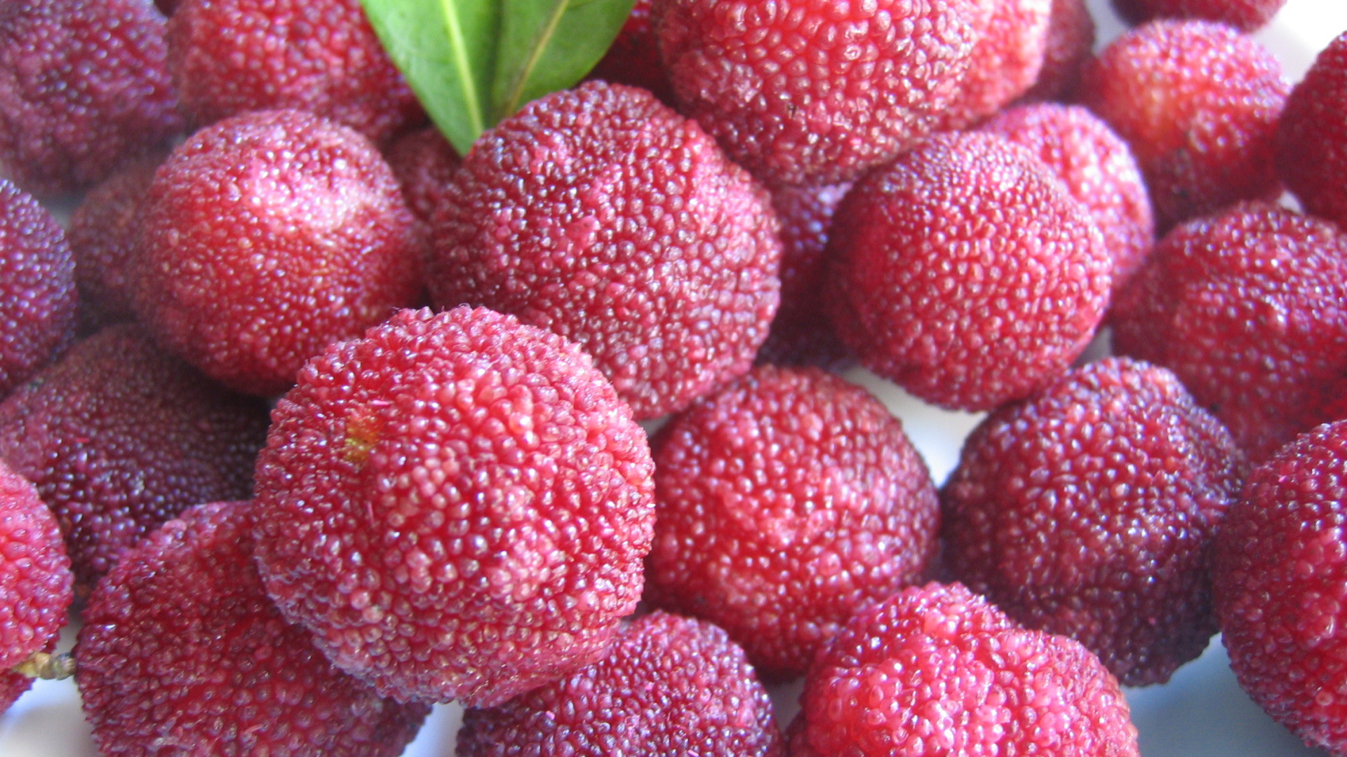 Красивые плоды растения восковник