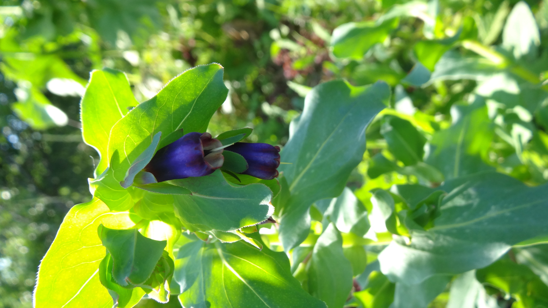 Красивый восковник на дачном участке