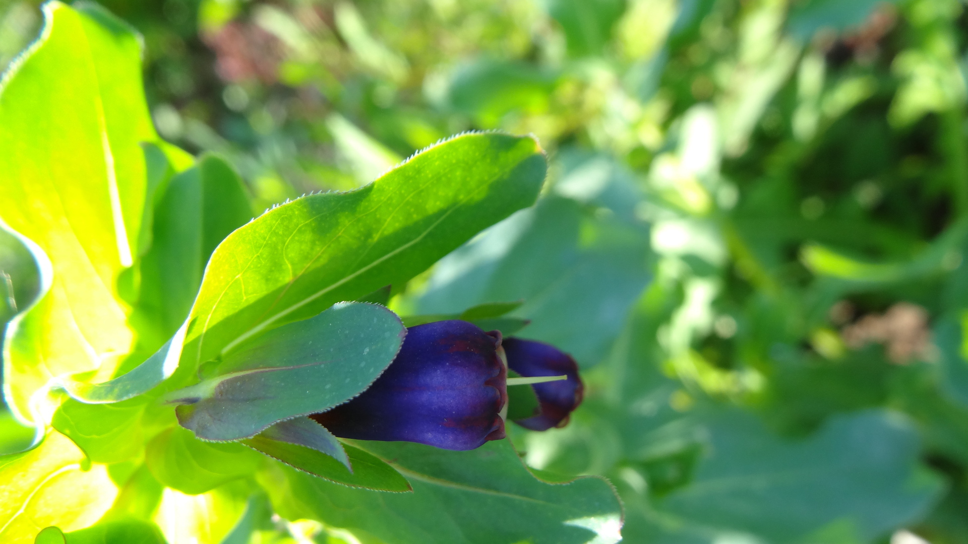 Красивый восковник в саду